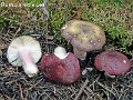 Russula violeipes-amf1636